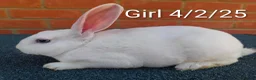 Rex rabbits for sale: Mini Rex BEW Bucks and Does Rabbits - Advert 5
