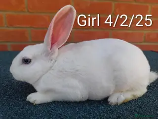 Rex rabbits Mini Rex BEW Bucks and Does Rabbits - Advert 5