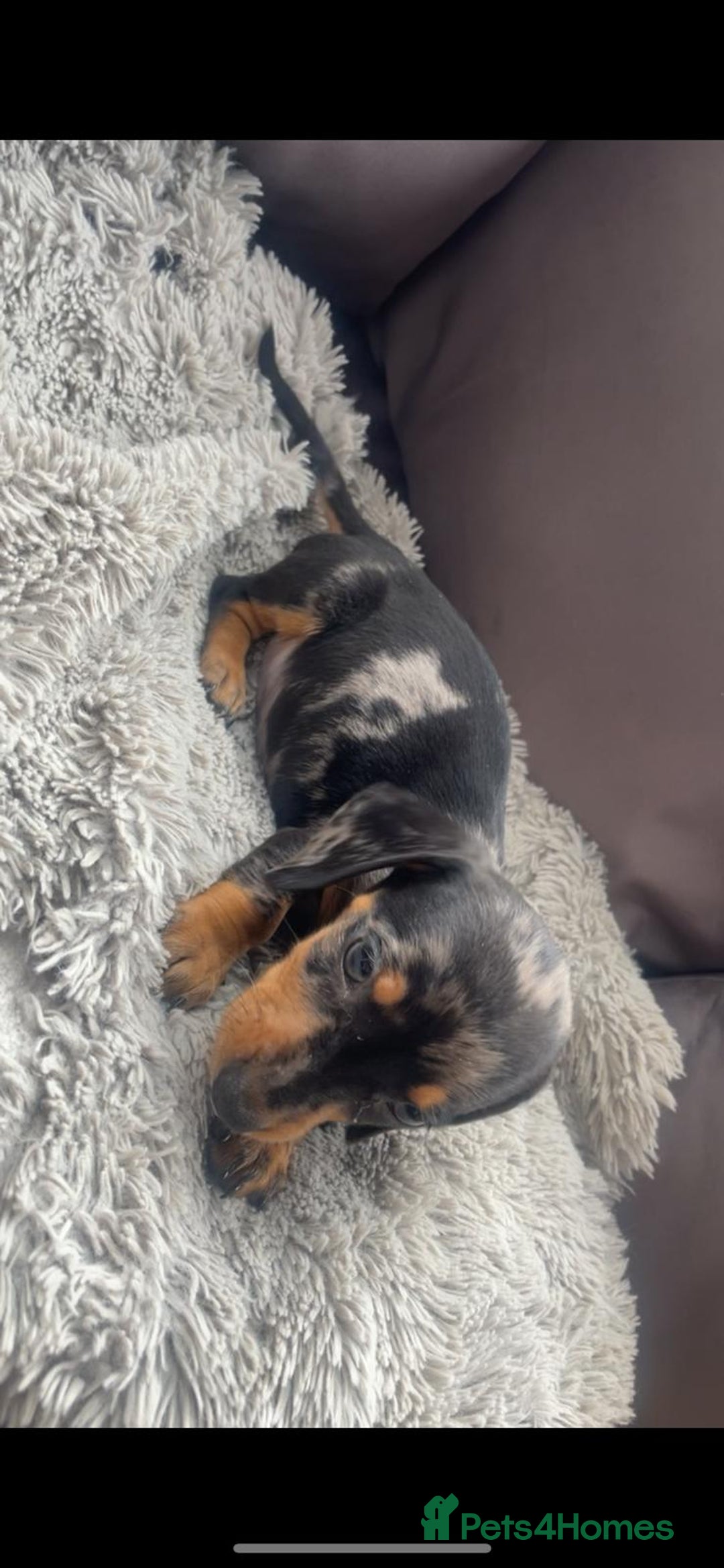 Dachshund dogs for sale: READY to leave dachshund puppy’s for sale  - Image 10