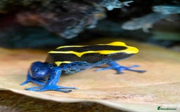 Frog reptiles for sale: Poison arrow frogs - fantastic frogs uk  - Image 3