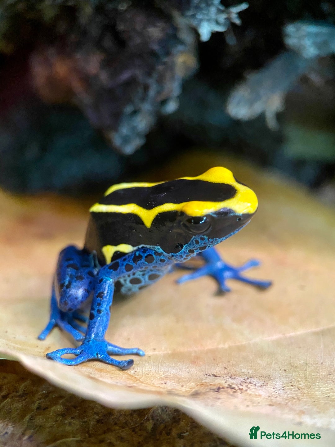 Frog reptiles for sale: Poison arrow frogs - fantastic frogs uk  - Image 3