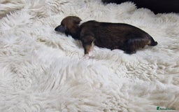 Lhasa Apso dogs for sale: 6 puppies  4 girls 2 boys - Image 16