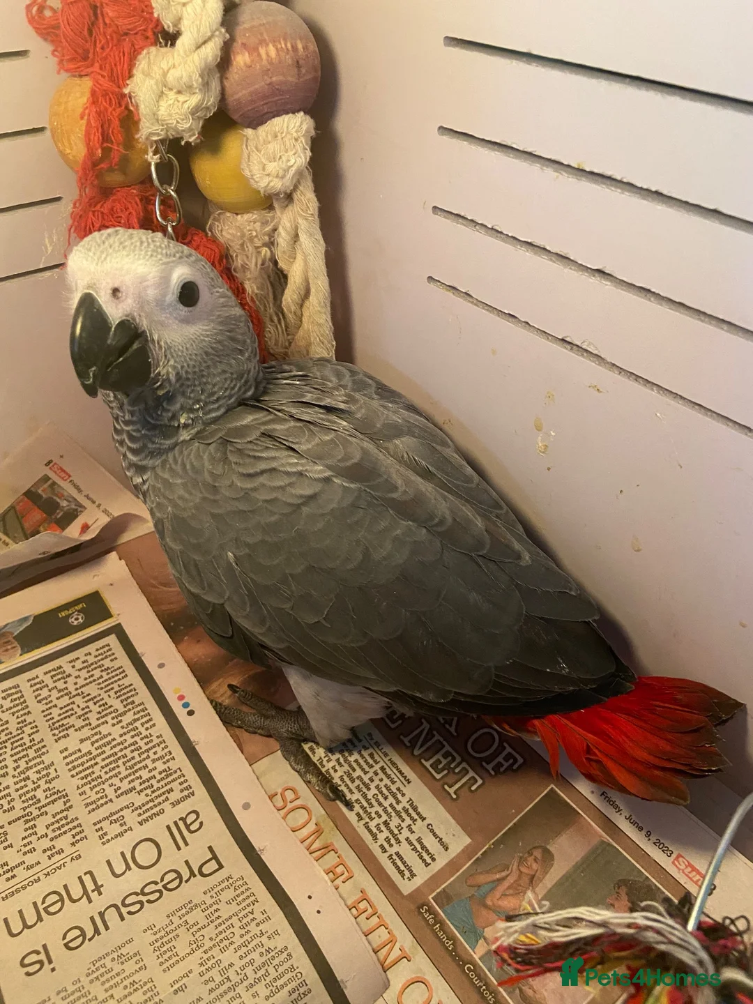 Parrots birds for sale: AFRICAN GREY BABY  - Advert 4