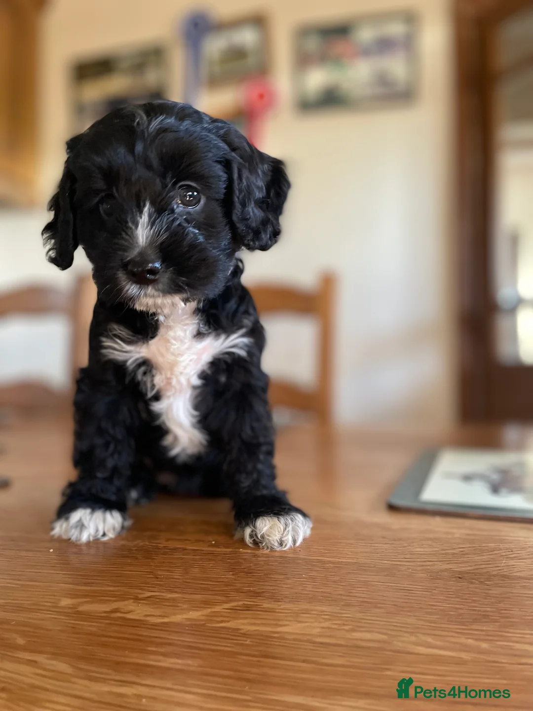 Cockapoo dogs for sale: Cockapoo Pups in Leicester - Advert 1