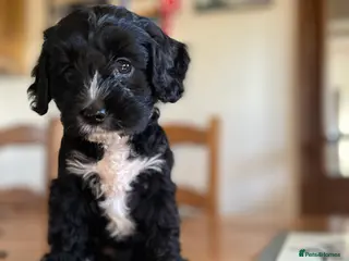 Cockapoo dogs Cockapoo Pups in Leicester - Advert 2