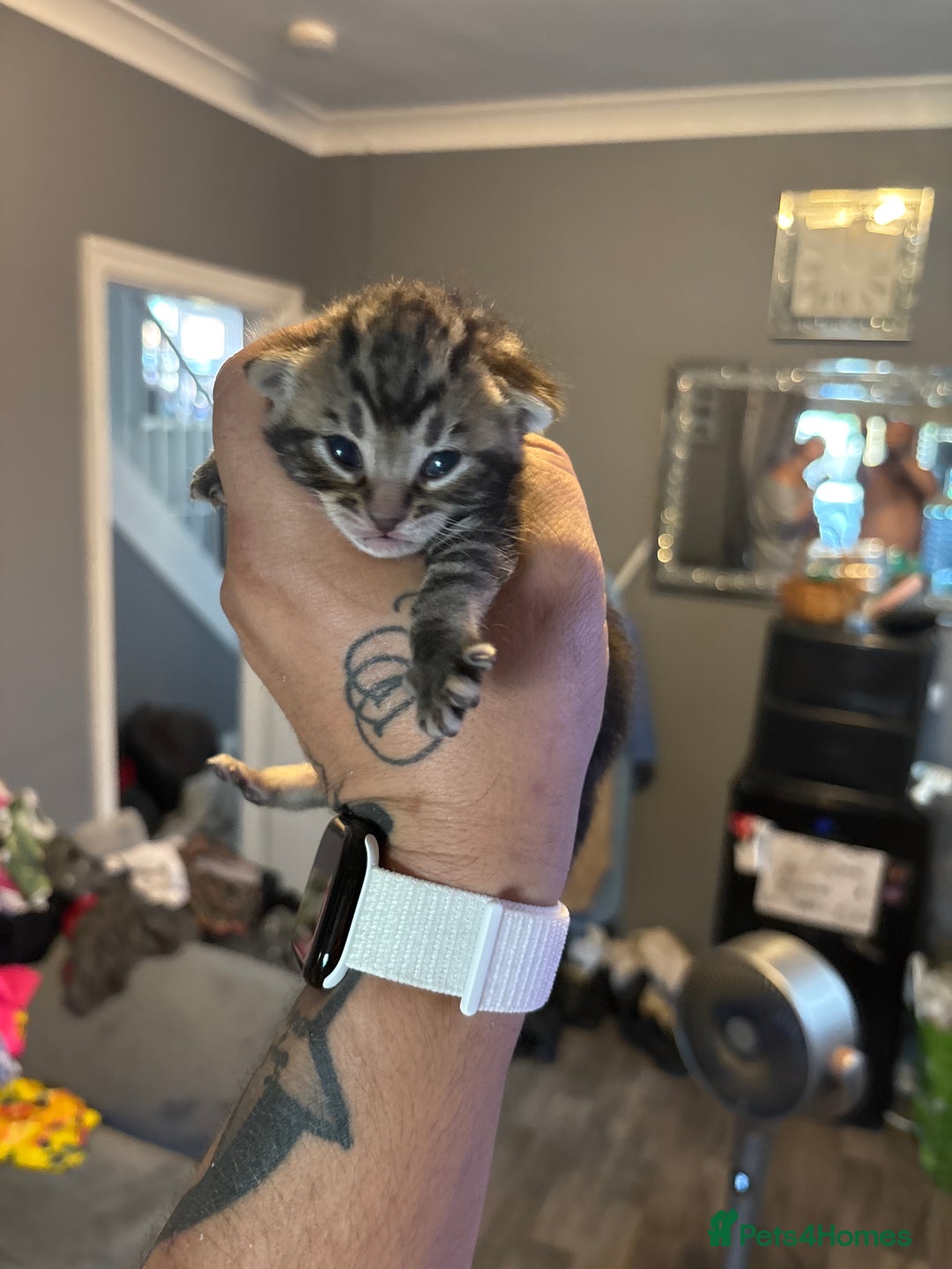 Bengal cats for sale: Bengal X  - Image 16
