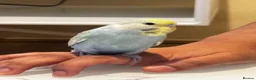 Budgerigars birds for sale: Tamed budgies  - Advert 10