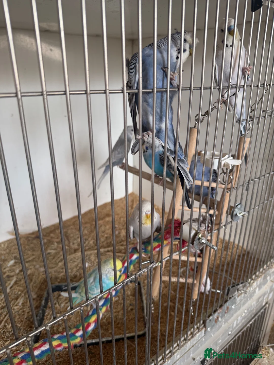 Budgerigars birds for sale: Lots of budgies - Advert 1