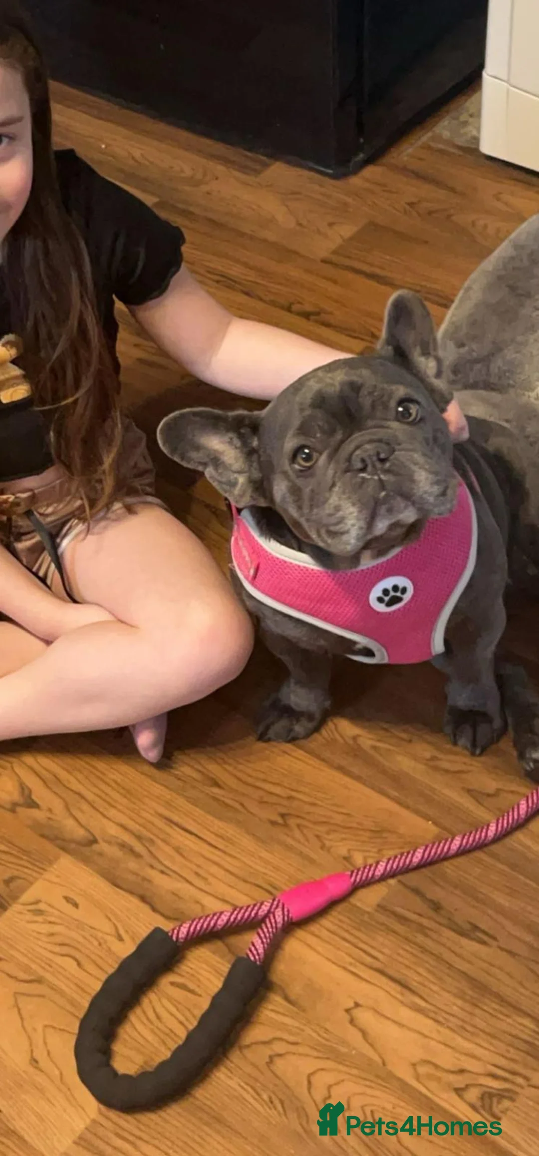 French Bulldog dogs for sale: French bulldog female - Advert 2