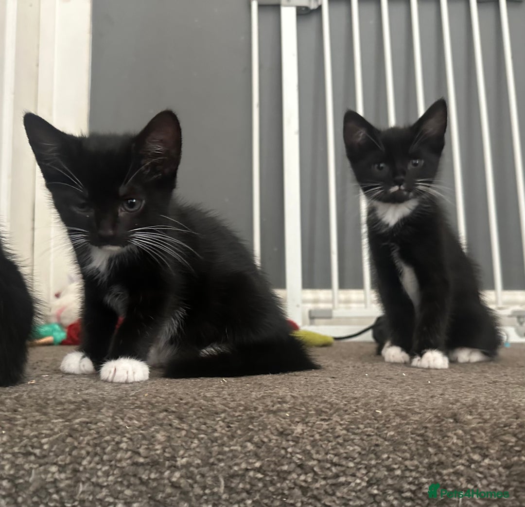 Mixed Breed cats for sale: Lovely kittens - Image 2