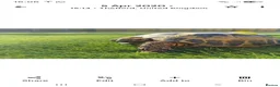 Tortoise reptiles for sale: Two Horsefield Tortoise need a new home in Thetford - Advert 3