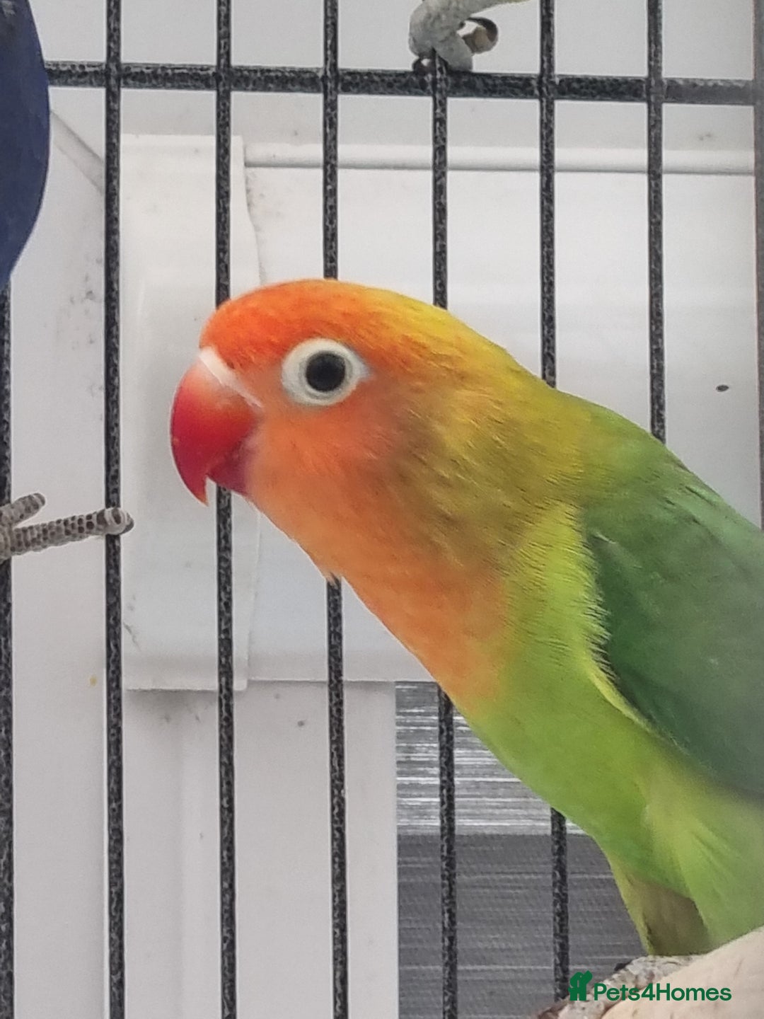 Lovebirds birds for sale: Blackmasked and Lilianae baby lovebird for sale.  - Image 6