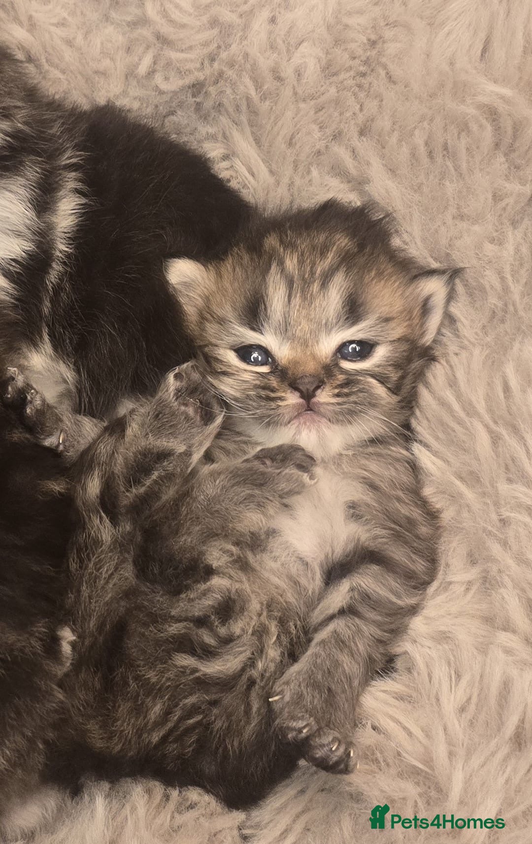 Persian cats Stunning pure Persian babies - Advert 1