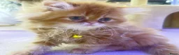 Persian cats for sale: Exotics - doll face kittens PERSIAN - Advert 5