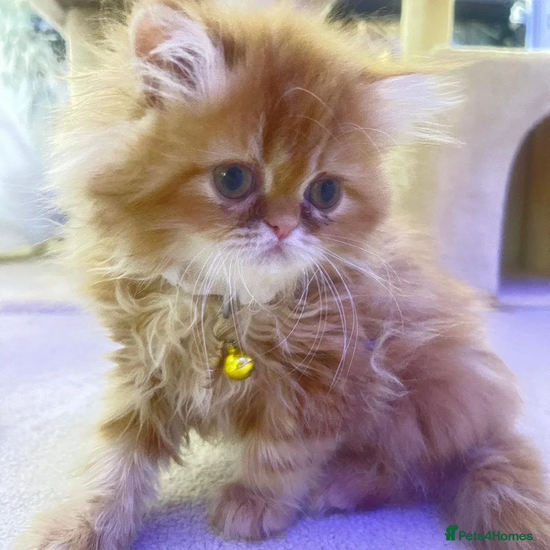 Persian cats for sale: Exotics - doll face kittens PERSIAN - Advert 5