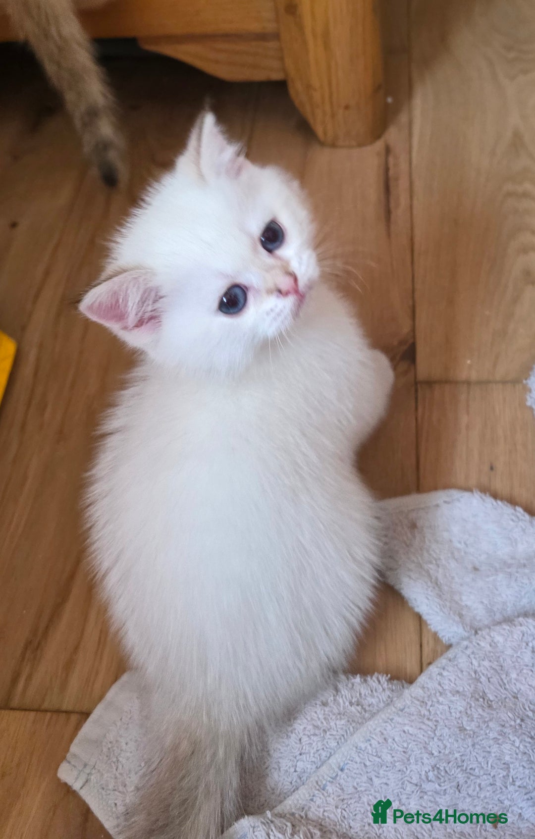 British Shorthair cats for sale: 1 TICA REG BSH GOLDEN COLOURPOINT POINT  - Image 15