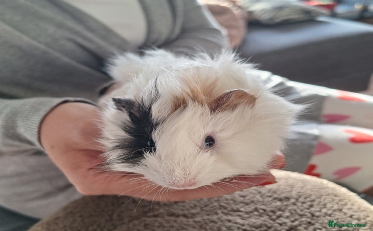 Guinea Pig rodents - Advert 9