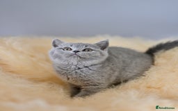British Shorthair cats for sale: GCCF reg blue kittens  - Image 28