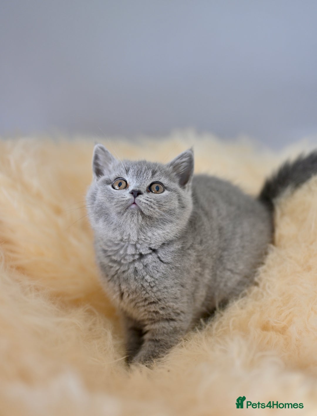British Shorthair cats for sale: GCCF reg blue kittens  - Image 28