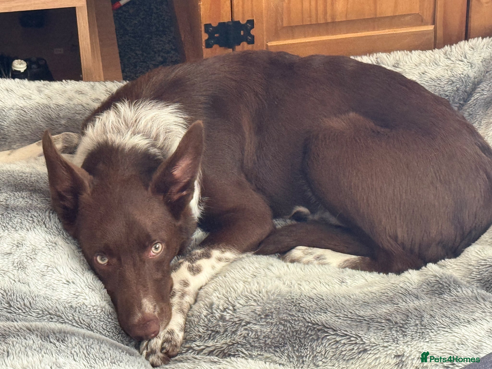 Border Collie dogs 6 month border collie for sale - Advert 1