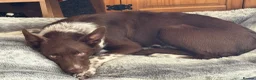 Border Collie dogs for sale: 6 month border collie for sale - Advert 1