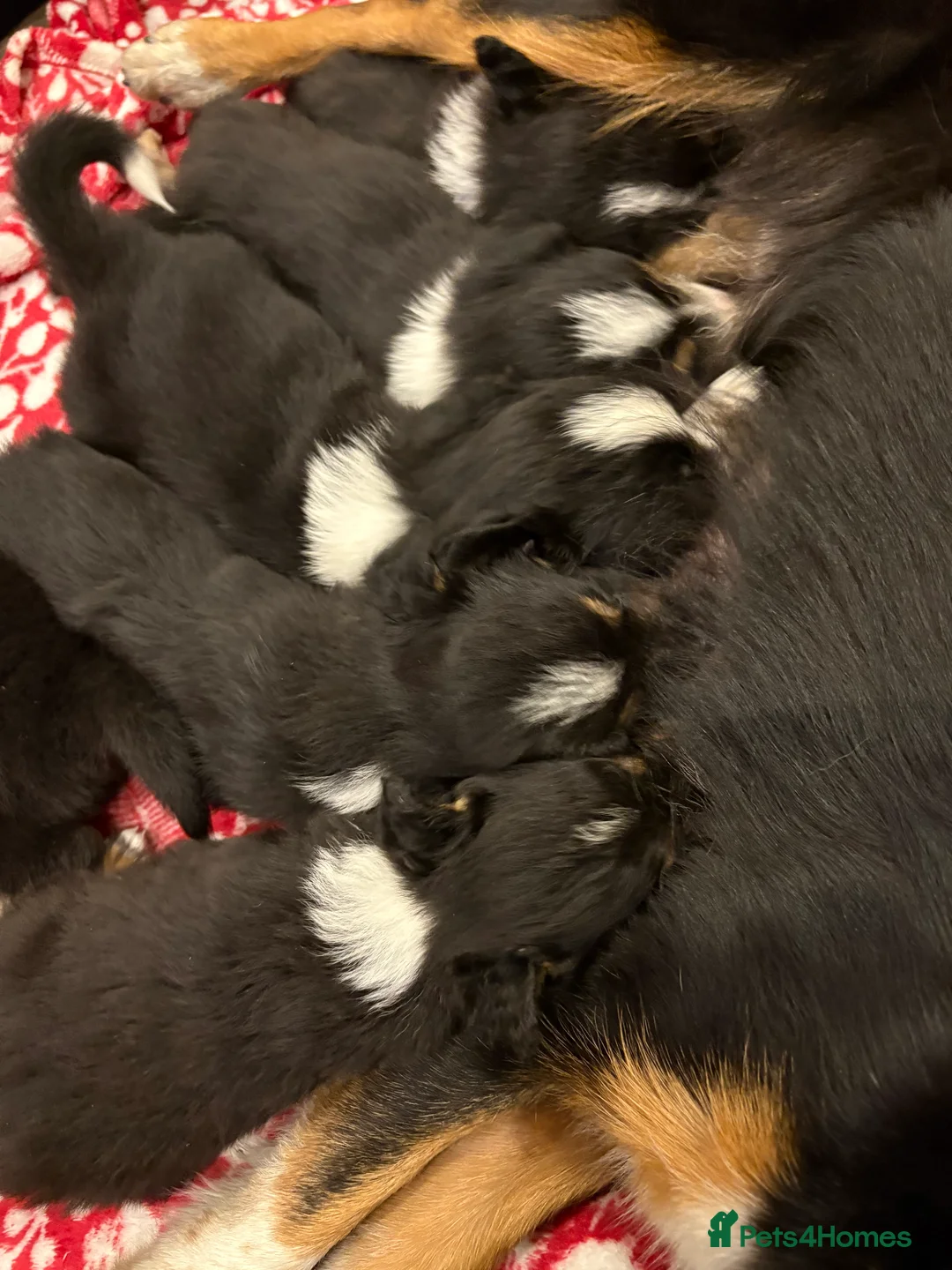 Border Collie dogs for sale: Border collie puppies  - Advert 3