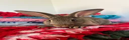 Rex rabbits for sale: Now Vaccinated and vet checked Standard Rex x  - Advert 3