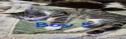 Mixed Breed cats for sale: 6 kittens * Ready Now * in Telford - Advert 17