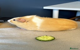 Guinea Pig rodents for sale: A Loving Home Needed for Our Guinea Pig - Image 6