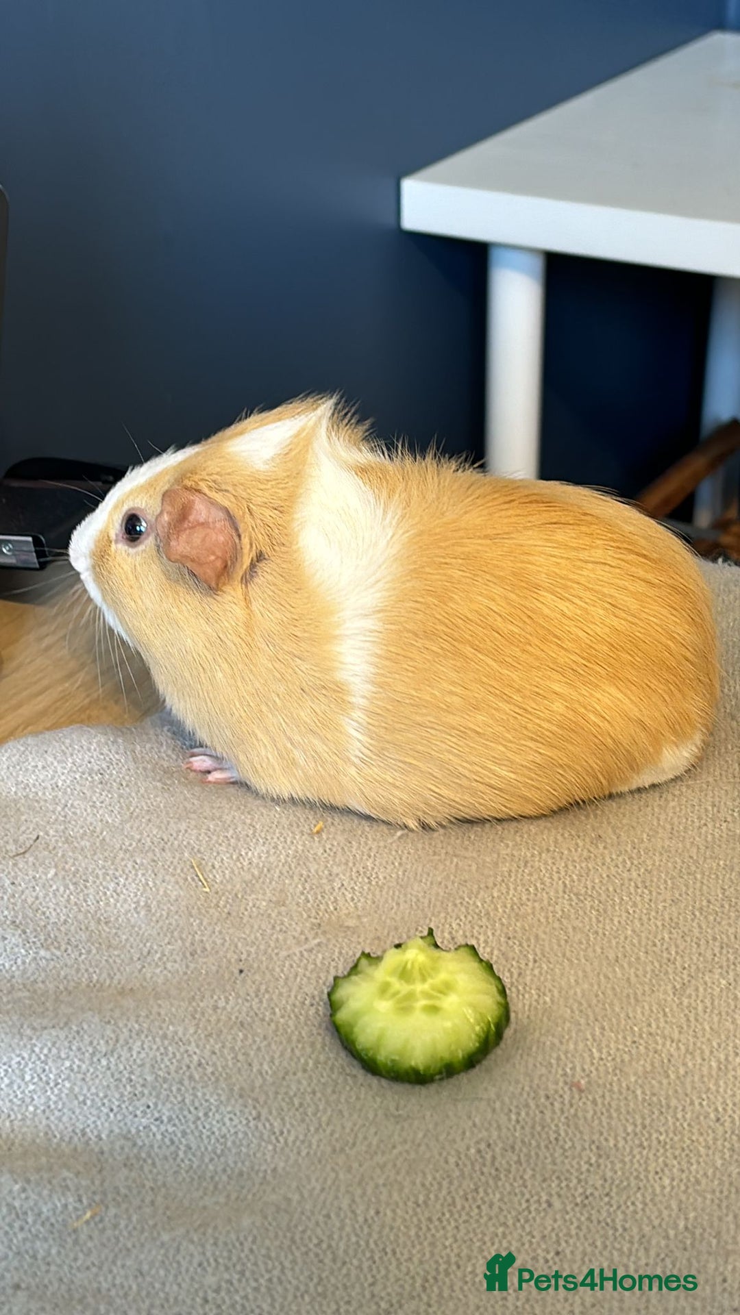 Guinea Pig rodents for sale: A Loving Home Needed for Our Guinea Pig - Image 6