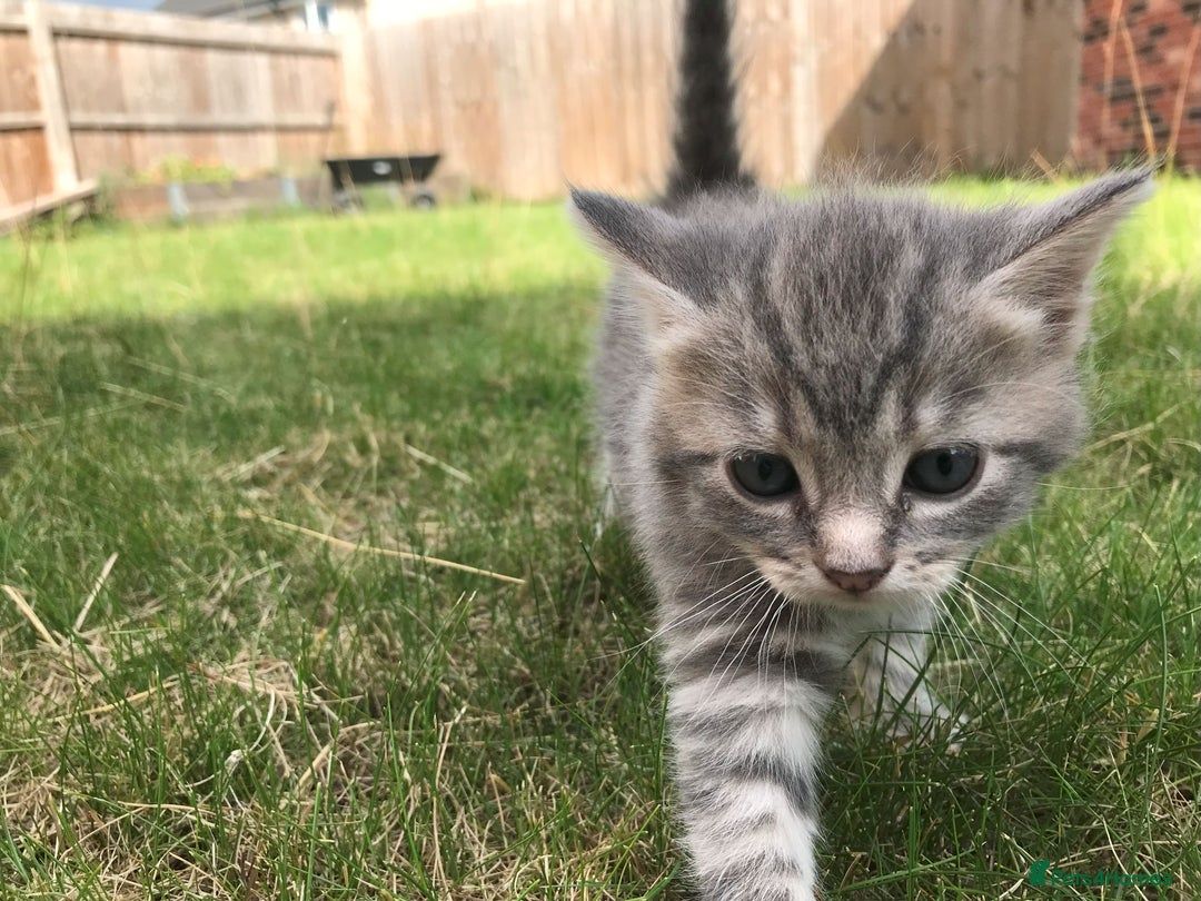 Bengal cats for sale: Three Bengal-Tabby Mix Kittens Ready for New Homes - Image 9