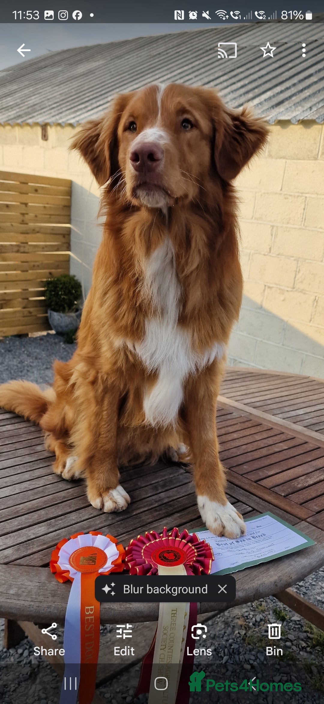 Nova Scotia Duck Tolling Retriever dogs for stud: Health Tested Toller/NSDTR Stud - Advert 5