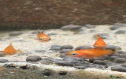 Platies fish for sale: Dwarf platys coral red and sunset  - Image 6