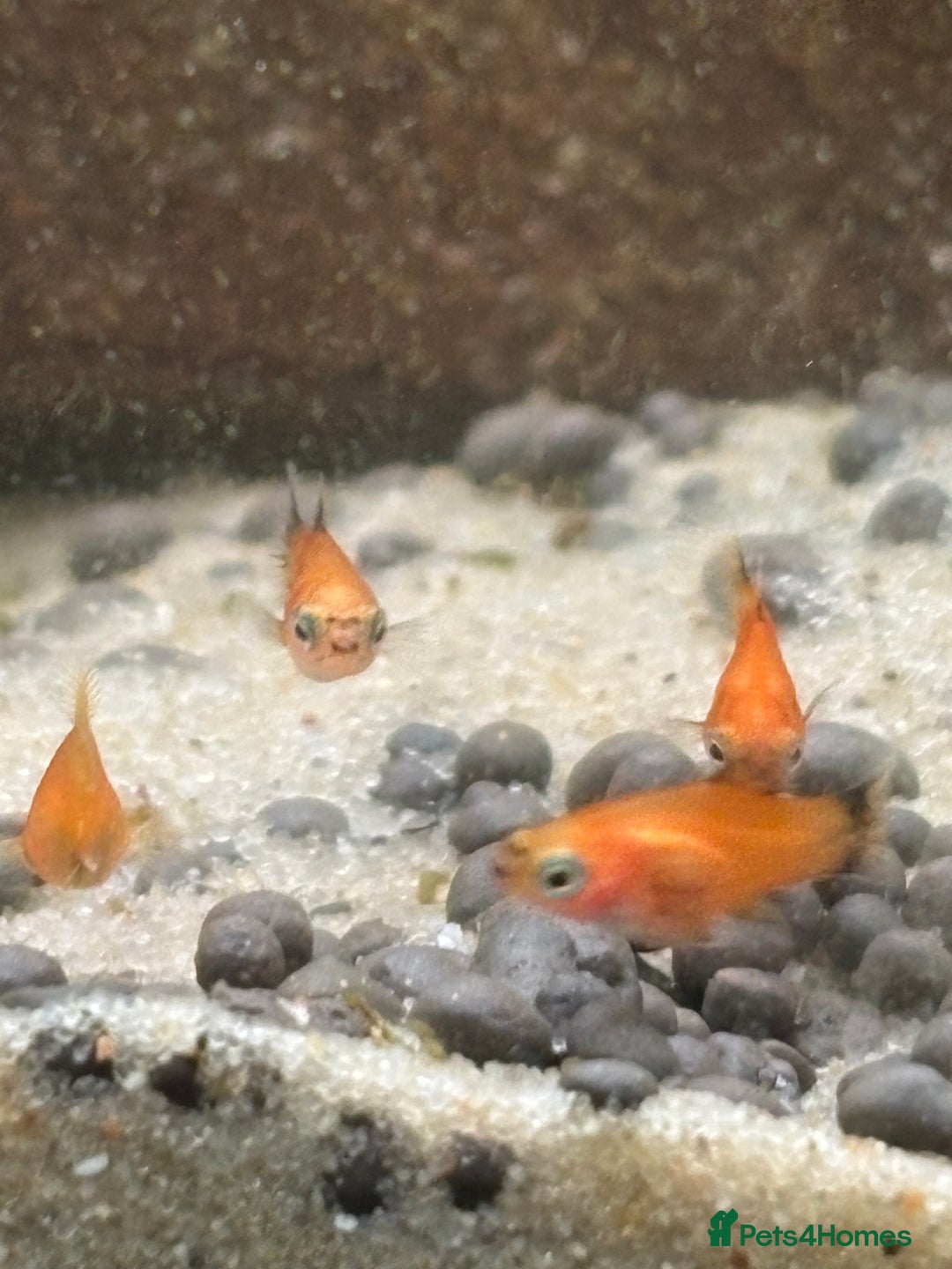 Platies fish for sale: Dwarf platys coral red and sunset  - Image 6