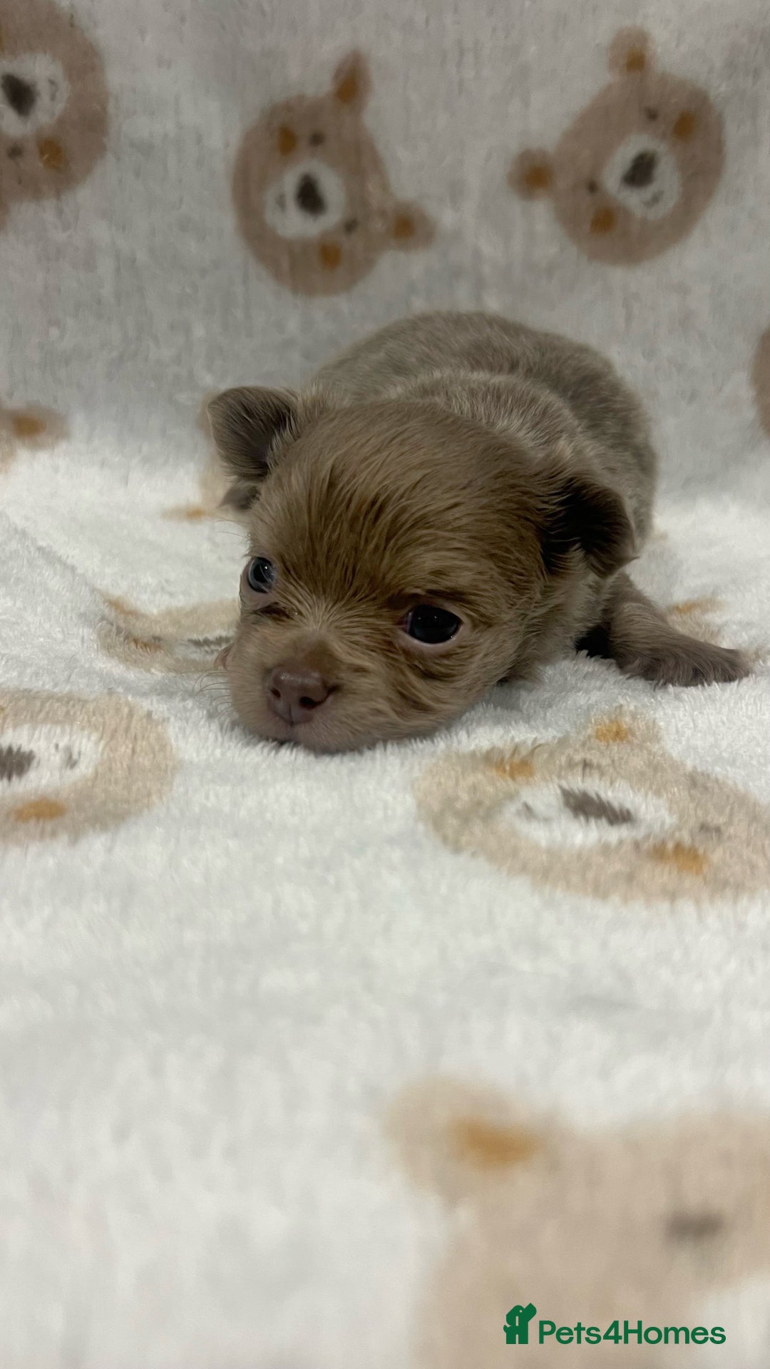 Chihuahua dogs for sale: Stunning Chihuahua Puppies ⭐️ - Advert 22