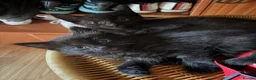 Mixed Breed cats for sale: Black and white kittens  - Advert 12