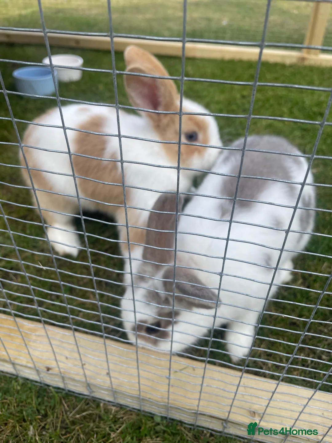 Mixed Breed rabbits for sale: Beautiful rabbits  in Penmaenmawr - Advert 2