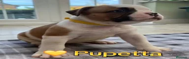 Pupetta