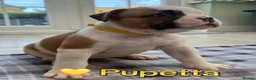 American Bulldog dogs for sale: Beautiful Johnson Type American Bulldog Puppies - Advert 13