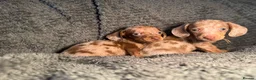 Miniature Dachshund dogs for sale: KC Reg Miniature Dachshunds Dapple Isabella    - Advert 21