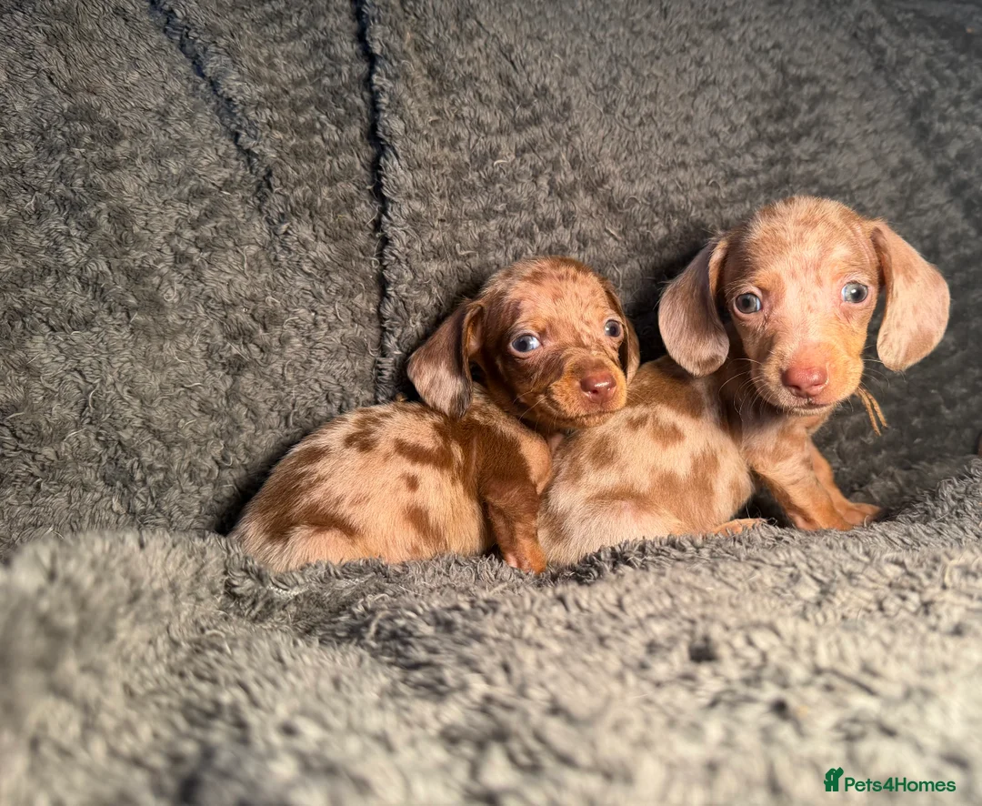 Miniature Dachshund dogs for sale: KC Reg Miniature Dachshunds Dapple Isabella    - Advert 21