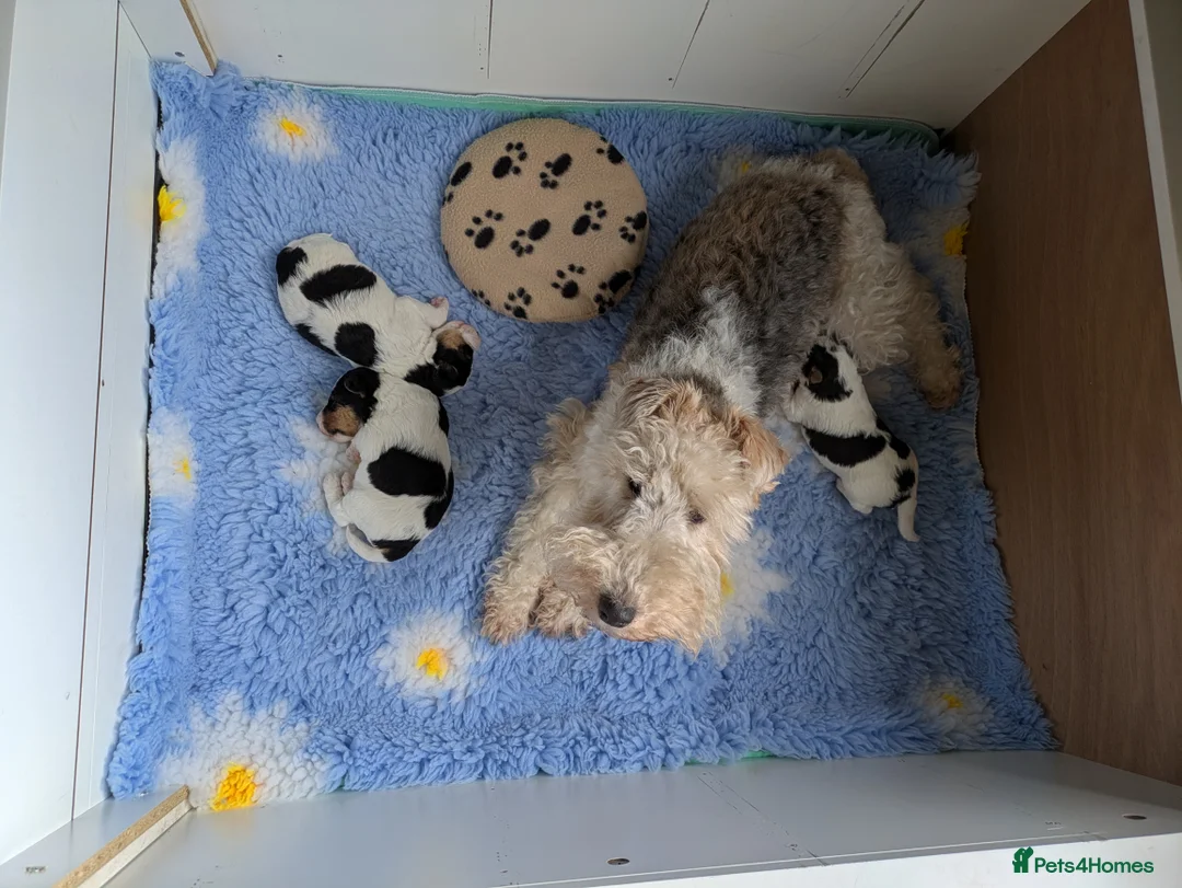 Fox Terrier dogs for sale: Beautiful KC litter of ( 3 boys )  in Wisbech - Advert 11