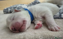 Samoyed dogs for sale: 🐾 Georgeus Pedigree Samoyed Puppies 🐾 - Image 3