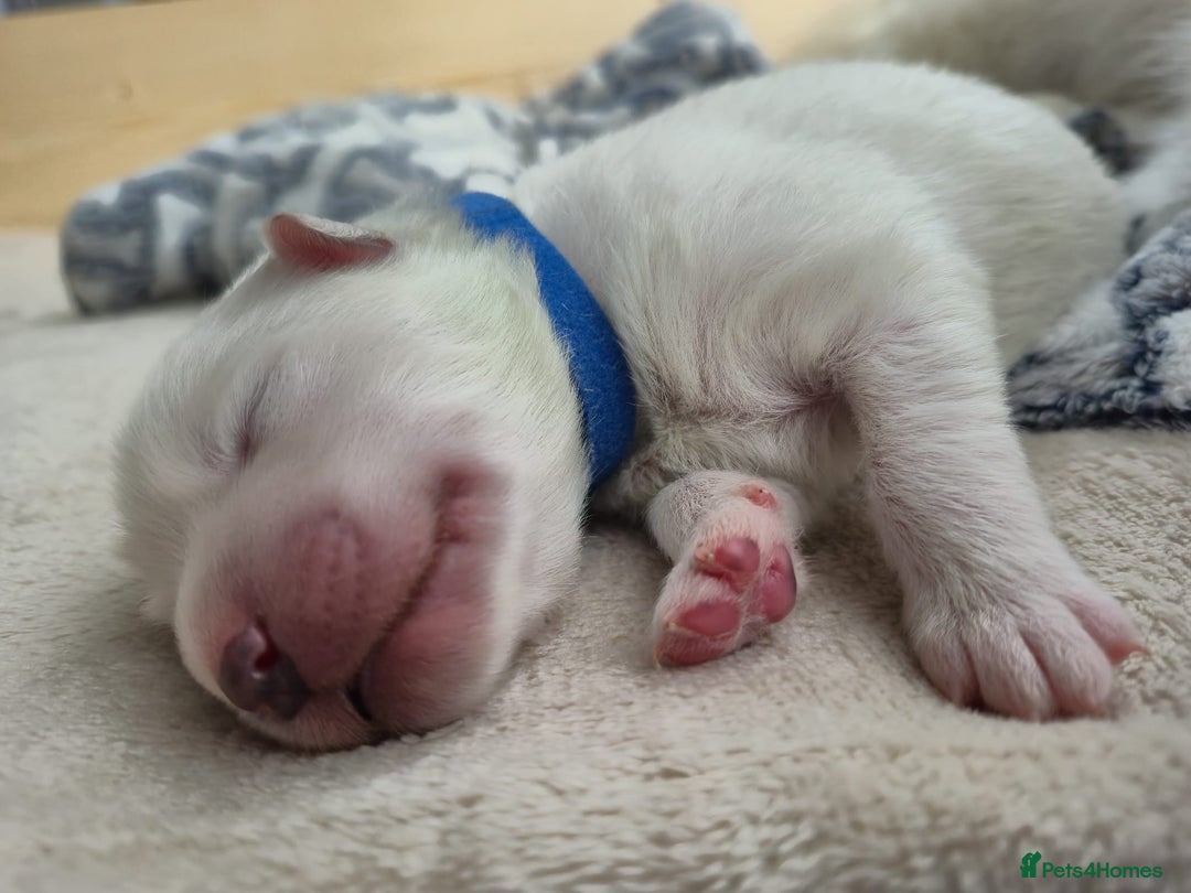 Samoyed dogs for sale: 🐾 Georgeus Pedigree Samoyed Puppies 🐾 - Image 3