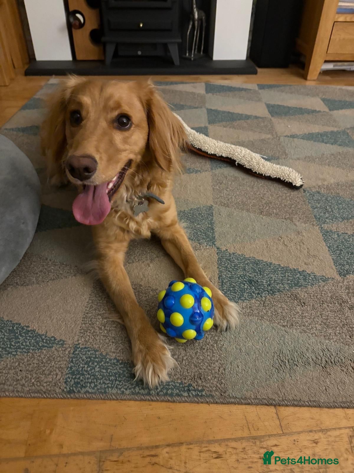 Mixed Breed dogs 4 Year old Cockerspaniel cross - Advert 3