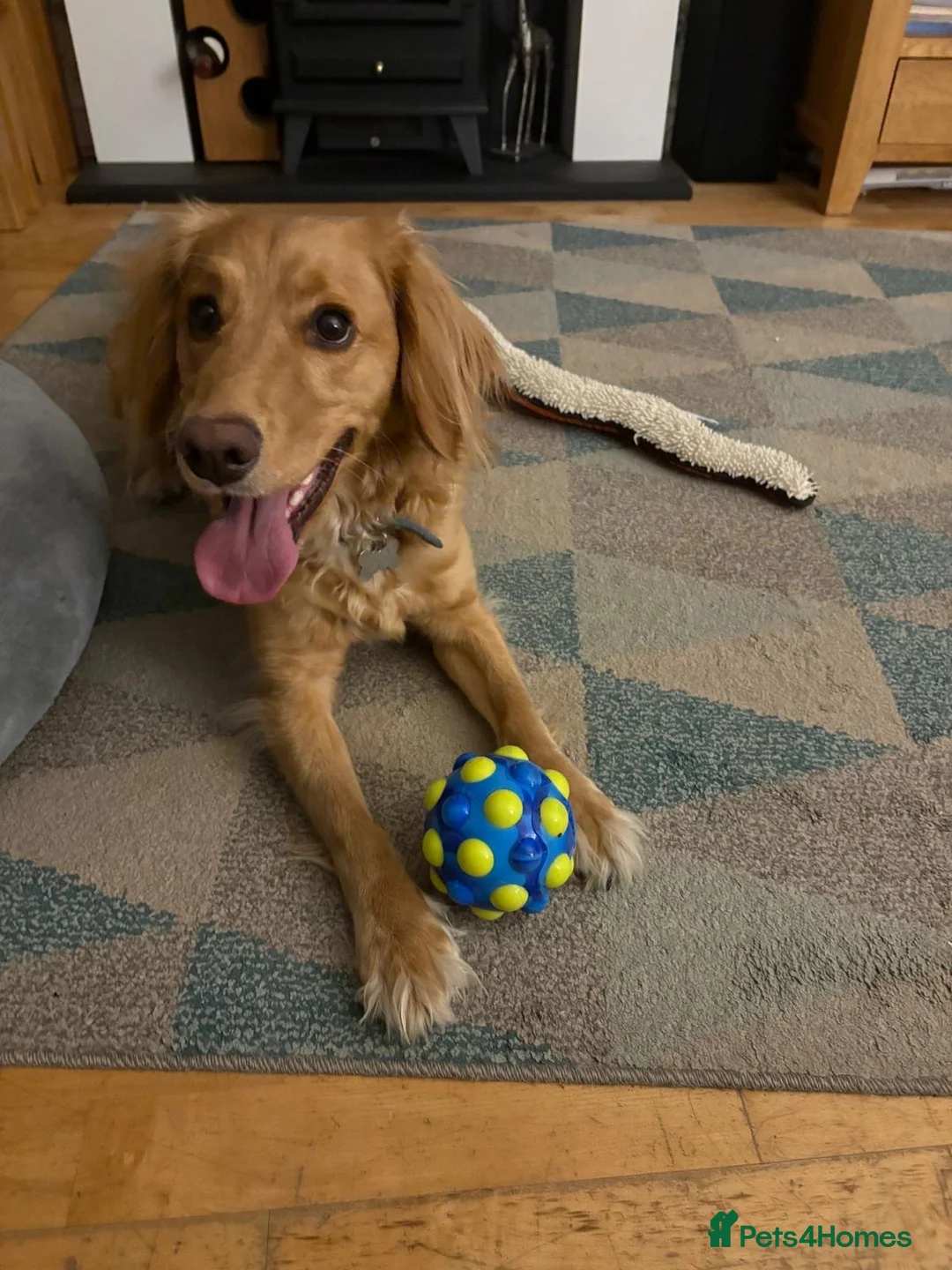 Mixed Breed dogs for sale: 4 Year old Cockerspaniel cross - Advert 1