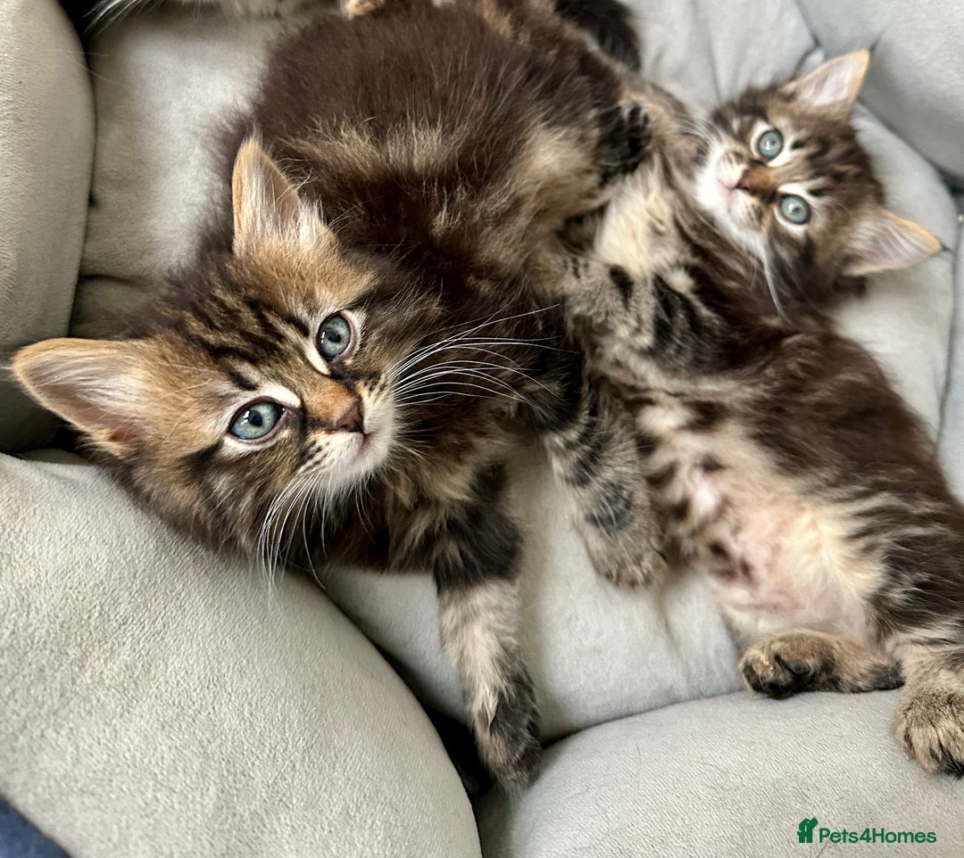 Mixed Breed cats for sale: 3 Half Ragdoll kittens; 2 boys and 1 girl - Advert 5