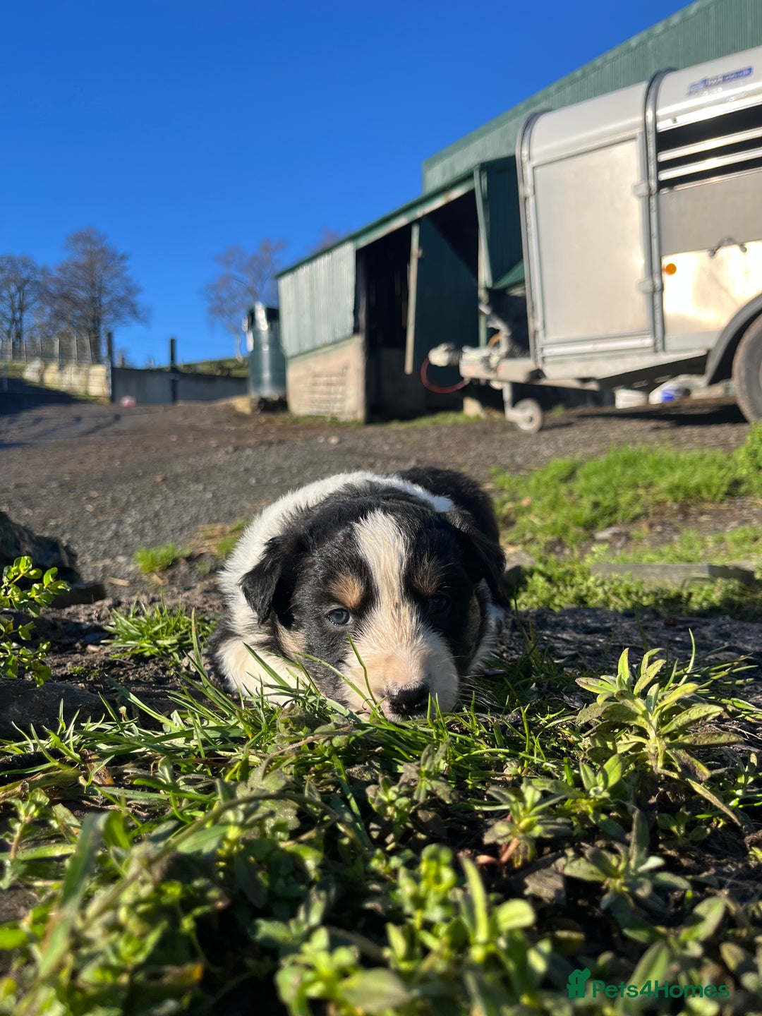 Border Collie dogs for sale: Stunning Tri Border Collie puppies for sale - Advert 9