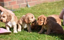 Cocker Spaniel dogs for sale: Waiting list open! KC reg Cocker Spaniel pups - Image 12