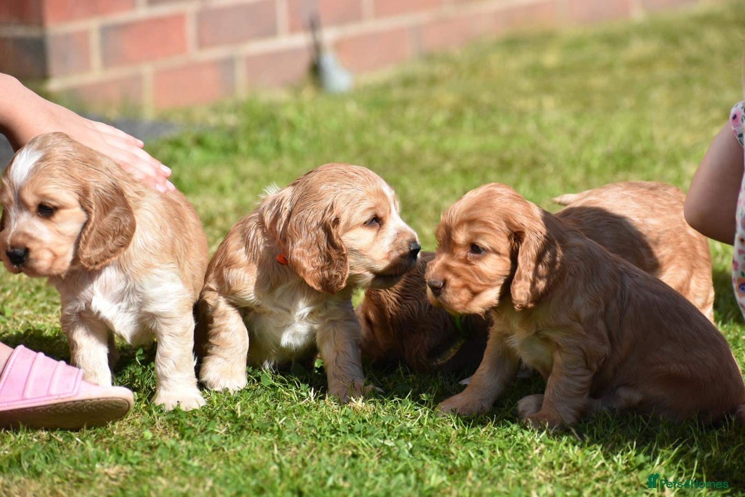 Cocker Spaniel dogs for sale: Waiting list open! KC reg Cocker Spaniel pups - Image 12